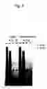 Fig. 06 - Method for immobilizing proteins