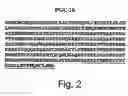 Fig. 03 - Novel PGC-1 Isoforms and Uses Therefor
