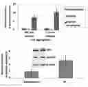 Fig. 01 - SELF ASSEMBLING PEPTIDE SYSTEMS AND METHODS