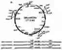 Fig. 01 - Transgenomic mitochondria, transmitochondrial cells and organisms, and methods of making and using