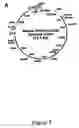 Fig. 06 - Transgenomic mitochondria, transmitochondrial cells and organisms, and methods of making and using
