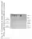 Fig. 46 - Genetic package and uses thereof
