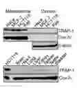 Fig. 01 - Mitochondria-targeted anti-tumor agents