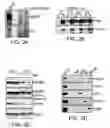 Fig. 04 - Mitochondria-targeted anti-tumor agents