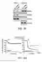 Fig. 11 - Mitochondria-targeted anti-tumor agents