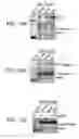 Fig. 20 - Mitochondria-targeted anti-tumor agents