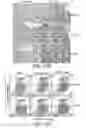 Fig. 25 - Mitochondria-targeted anti-tumor agents