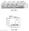 Fig. 32 - Mitochondria-targeted anti-tumor agents