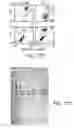 Fig. 34 - Mitochondria-targeted anti-tumor agents