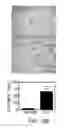 Fig. 37 - Mitochondria-targeted anti-tumor agents