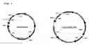 Fig. 02 - Protein highly producing recombinant animal cell, method for preparing the same, and method for mass-producing protein using the same