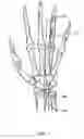 Fig. 08 - Devices, Systems and Methods for Measuring and Evaluating the Motion and Function of Joints and Associated Muscles