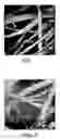 Fig. 02 - Methods and apparatus for enhanced growth of peripheral nerves and nervous tissue