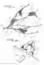 Fig. 03 - Closure device for left atrial appendage