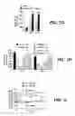 Fig. 04 - TRANSGENIC MICE EXPRESSING HYPERSENSITIVE NICOTINIC RECEPTORS