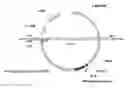 Fig. 01 - Expression of gamma-carboxylated polypeptides in gamma-carboxylation deficient host sytems