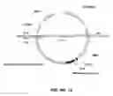 Fig. 07 - Expression of gamma-carboxylated polypeptides in gamma-carboxylation deficient host sytems