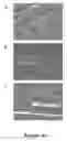 Fig. 05 - Muscle lamin A/C interacting protein, gene encoding same, and uses therefor