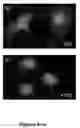 Fig. 06 - Muscle lamin A/C interacting protein, gene encoding same, and uses therefor