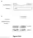 Fig. 08 - Muscle lamin A/C interacting protein, gene encoding same, and uses therefor