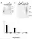 Fig. 09 - Muscle lamin A/C interacting protein, gene encoding same, and uses therefor