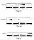 Fig. 03 - Chimeric DNA-binding proteins
