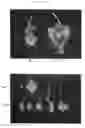 Fig. 13 - Plants with improved morphogenesis and method of constructing the same