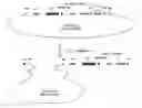 Fig. 01 - Artificial Plant Minichromosomes