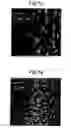 Fig. 12 - Organic underlayers that improve the performance of organic semiconductors