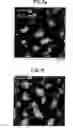 Fig. 13 - Organic underlayers that improve the performance of organic semiconductors