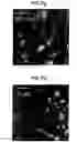 Fig. 14 - Organic underlayers that improve the performance of organic semiconductors