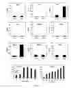 Fig. 07 - Compositions for enhancing keratinocyte migration and epidermal repair via a receptor containing OSMRβ as a subunit, and applications thereof