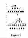 Fig. 09 - Glycosylated interferon alpha