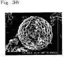 Fig. 31 - Lithium transition metal-based compound powder for positive electrode material in lithium rechargeable battery, method for manufacturing the powder, spray dried product of the powder, firing precursor of the powder, and positive electrode for lithium rechargeable battery and lithium rechargeable battery using the powder