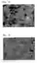 Fig. 63 - Lithium transition metal-based compound powder for positive electrode material in lithium rechargeable battery, method for manufacturing the powder, spray dried product of the powder, firing precursor of the powder, and positive electrode for lithium rechargeable battery and lithium rechargeable battery using the powder