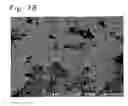 Fig. 66 - Lithium transition metal-based compound powder for positive electrode material in lithium rechargeable battery, method for manufacturing the powder, spray dried product of the powder, firing precursor of the powder, and positive electrode for lithium rechargeable battery and lithium rechargeable battery using the powder