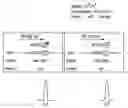 Fig. 01 - DETECTION OF BLOOD GROUP GENES