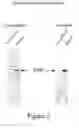 Fig. 03 - System for the Inducible Expression of Recombinant Proteins in Cyanobacteria