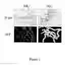 Fig. 04 - System for the Inducible Expression of Recombinant Proteins in Cyanobacteria