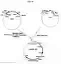 Fig. 07 - Expression vector for secreting antibody fragment using signal sequence and method for mass-producing antibody fragment