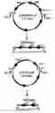 Fig. 01 - Genome minimization by tn5-coupled cre/loxP excision system