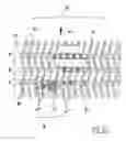 Fig. 22 - Conveying and separating device for root crop and a method for operating the device