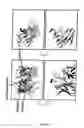 Fig. 08 - Hiv Gp120 Crystal Structure and Its Use to Identify Immunogens