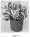 Fig. 01 - Epipremnum Plant Named ‘NJOY’