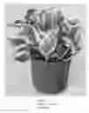 Fig. 02 - Epipremnum Plant Named ‘NJOY’