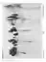 Fig. 03 - Epipremnum Plant Named ‘NJOY’