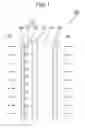 Fig. 02 - External light blocking film for display device and filter having the same
