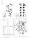 Fig. 19 - Disulfide trap MHC class I molecules and uses therefor