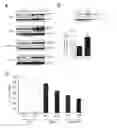 Fig. 01 - METHODS AND COMPOSITIONS FOR INDUCING SIRTUINS