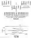 Fig. 08 - ASSAY FOR DETECTING NUCLEOTIDE SEQUENCES IN GENETICALLY MODIFIED CROPS AND PLANTS USING OPTICAL THIN-FILM BIOSENSOR CHIPS